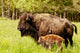 Bison Calf Only Few Wall Mural