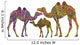 Ethnic Camels
