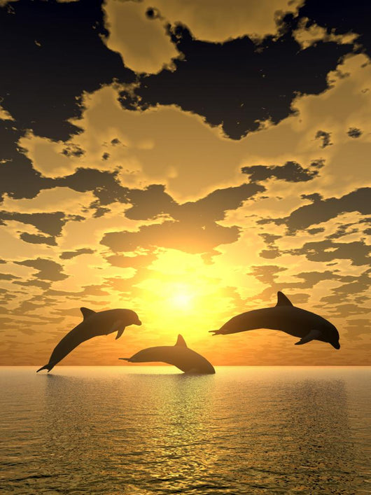 dolphin yellow sunset Wall Mural