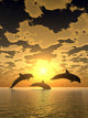 dolphin yellow sunset Wall Mural