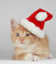 Christmas Kitten Wall Mural
