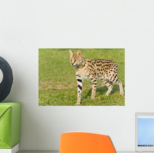 Serval