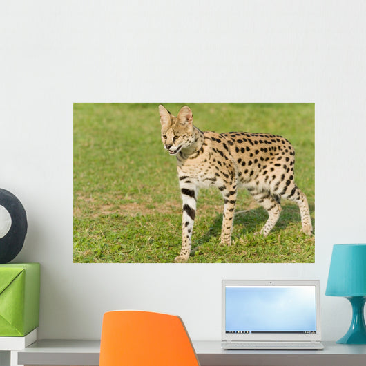 Serval