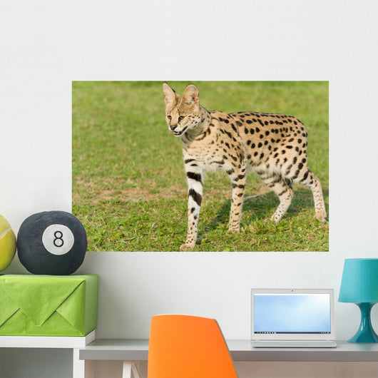 Serval