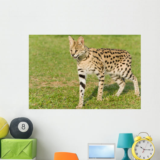 Serval