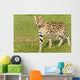 Serval