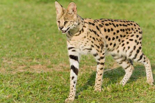 Serval