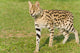 Serval