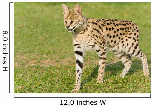 Serval