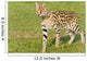 Serval