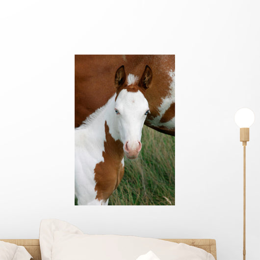 Paint Horse Foal