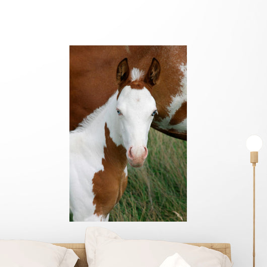 Paint Horse Foal