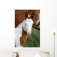 Paint Horse Foal