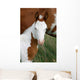 Paint Horse Foal