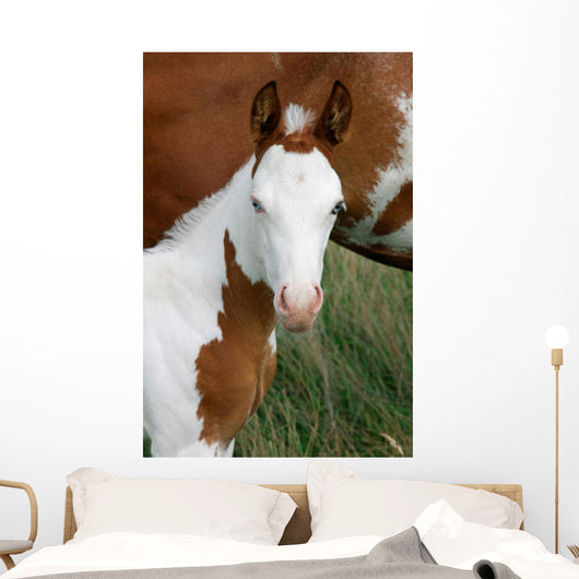 Paint Horse Foal
