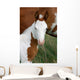 Paint Horse Foal
