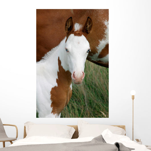Paint Horse Foal