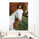 Paint Horse Foal