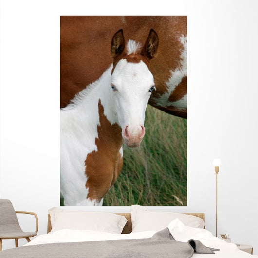 Paint Horse Foal