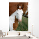 Paint Horse Foal