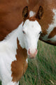 Paint Horse Foal