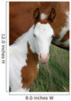 Paint Horse Foal