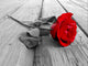 Rose on Wood Bw Wall Mural