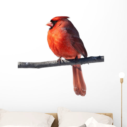 Cardinal Bird Male Wall Decal
