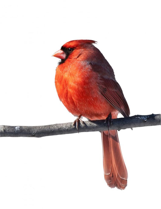 Cardinal Bird Male Wall Decal