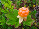 Close-up of an arctic cloudberry on an undergrowth background Wall Mural