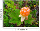 Close-up of an arctic cloudberry on an undergrowth background Wall Mural