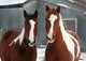 On the Ranch Wall Mural