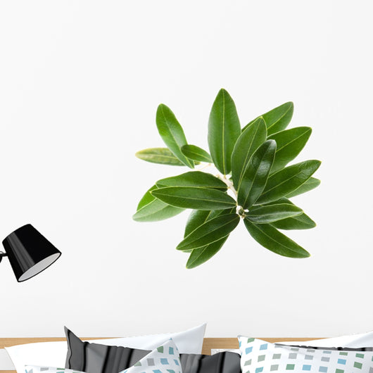 Olive branch isolated on the white Wall Decal