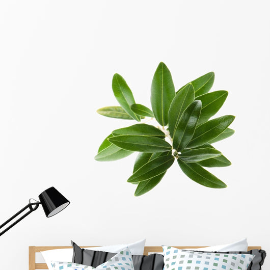 Olive branch isolated on the white Wall Decal
