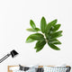 Olive branch isolated on the white Wall Decal