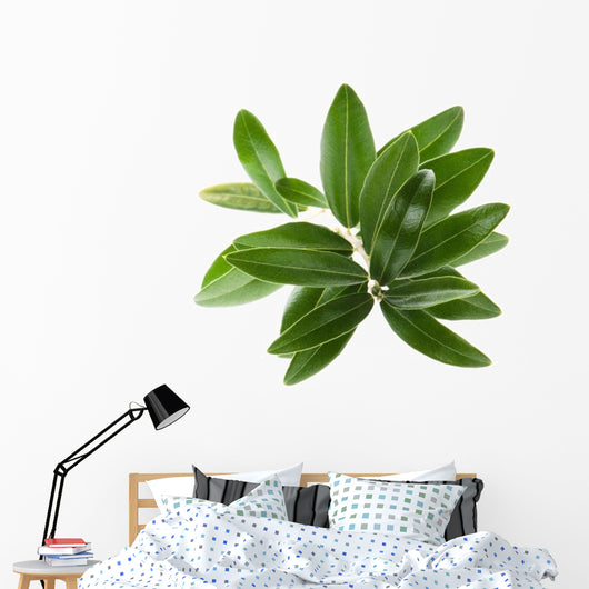 Olive branch isolated on the white Wall Decal