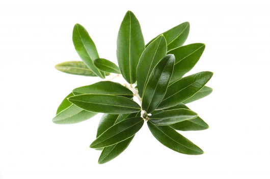 Olive branch isolated on the white Wall Decal