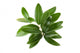 Olive branch isolated on the white Wall Decal