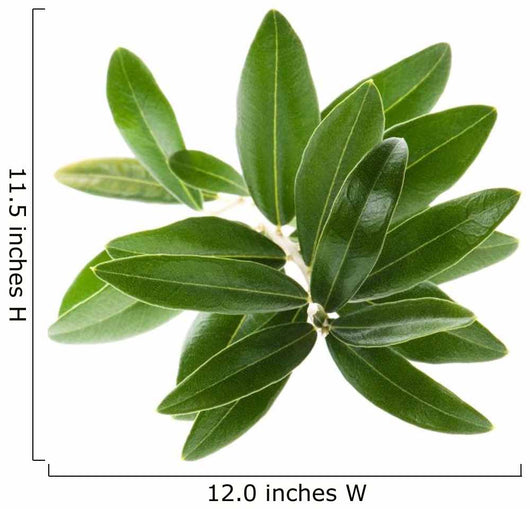 Olive branch isolated on the white Wall Decal