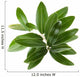 Olive branch isolated on the white Wall Decal
