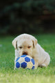 Labrador Retriever Puppy Playing Football Soccer Wall Mural
