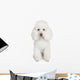White poodle puppy Wall Mural