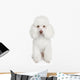 White poodle puppy Wall Mural
