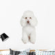 White poodle puppy Wall Mural