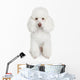 White poodle puppy Wall Mural