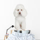 White poodle puppy Wall Mural
