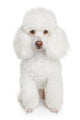 White poodle puppy Wall Mural