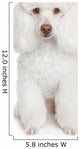 White poodle puppy Wall Mural