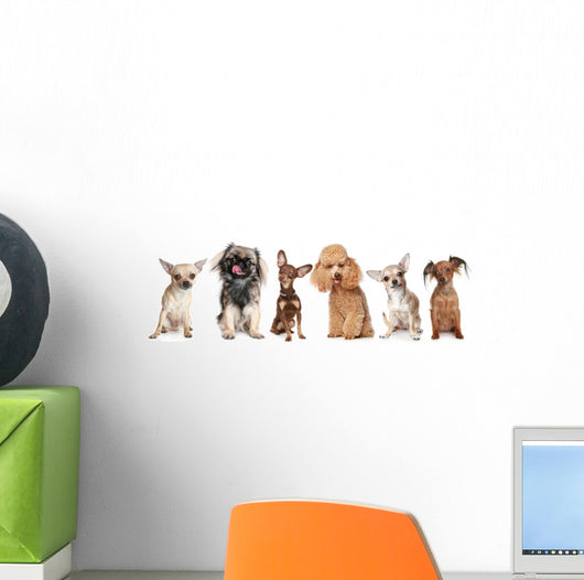 Group Young Dogs