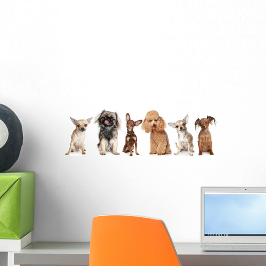 Group Young Dogs